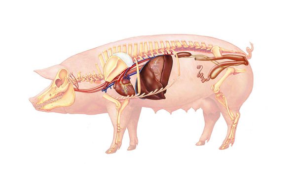 Diagramme des organes d'un porc