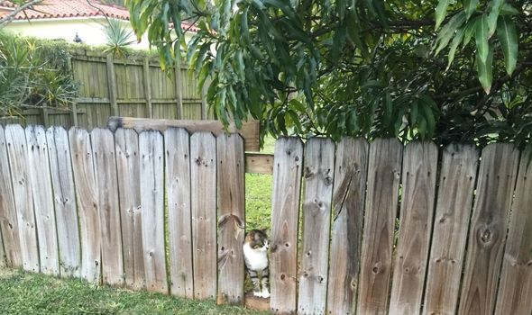 Chat dans le jardin