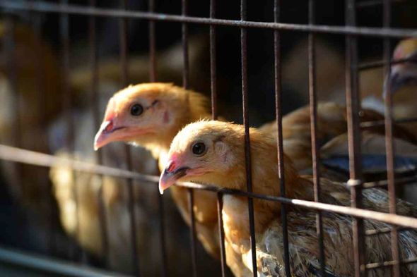 La grippe aviaire s'est déclarée en France
