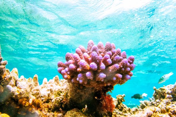 Récif corallien en train d'accoucher