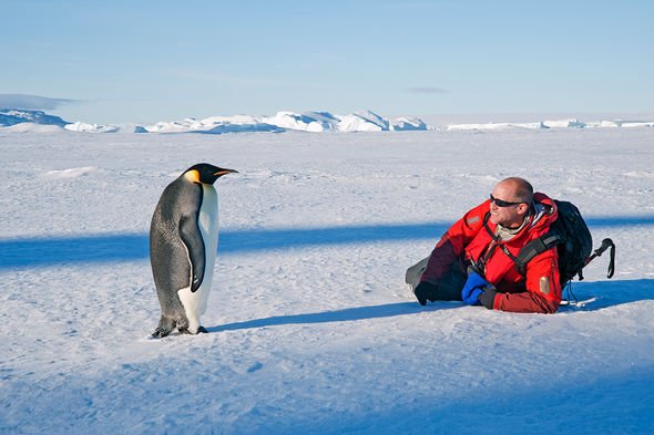 Chercheur en Antarctique avec un pingouin