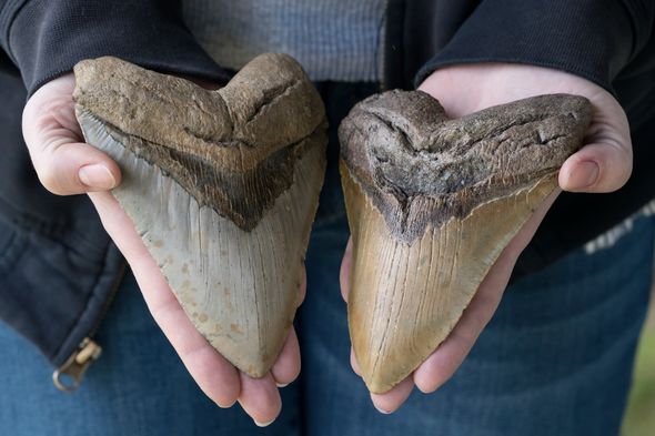 Deux grandes dents de requin Megalodon préhistoriques - 6 pouces