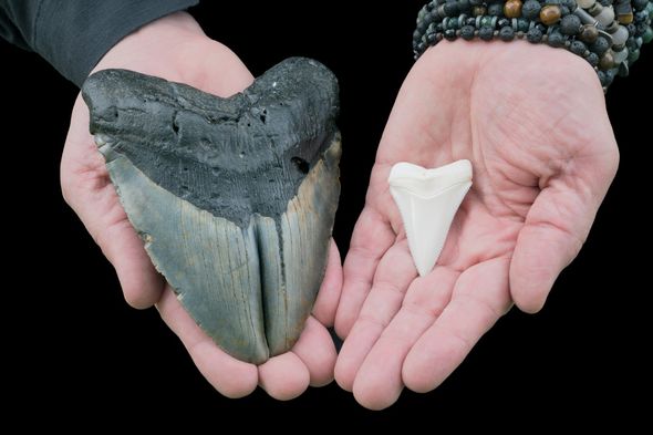 Grande gemme de mégalodon VS dent de grand requin blanc