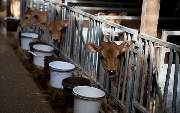 brexit actualités ue agriculture interdiction des antibiotiques