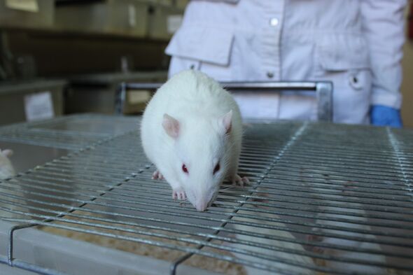 Un rat de laboratoire