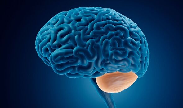 L'emplacement du cervelet dans le cerveau