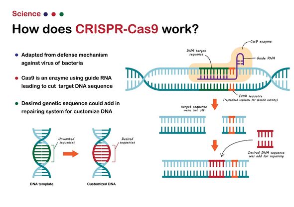 Une infographie sur CRISPR-Cas9