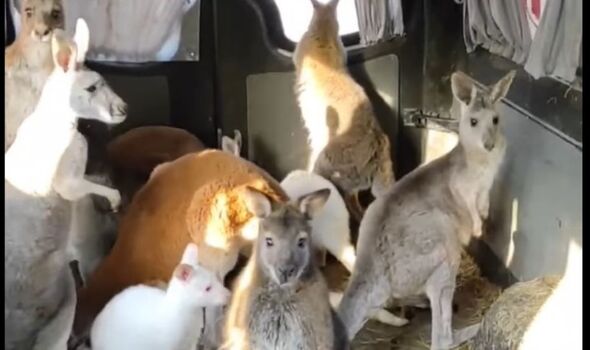 Les kangourous dans le van