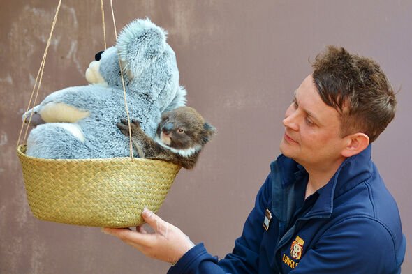 Longleat Safari has the first-ever European born baby koala
