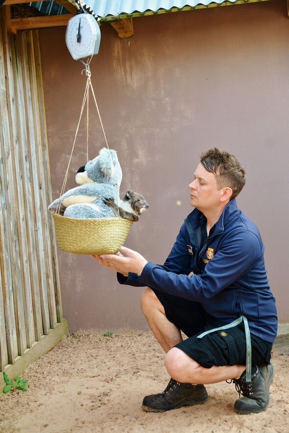 In order to weigh it stress-free, Longleat gives the koala a cute koala toy