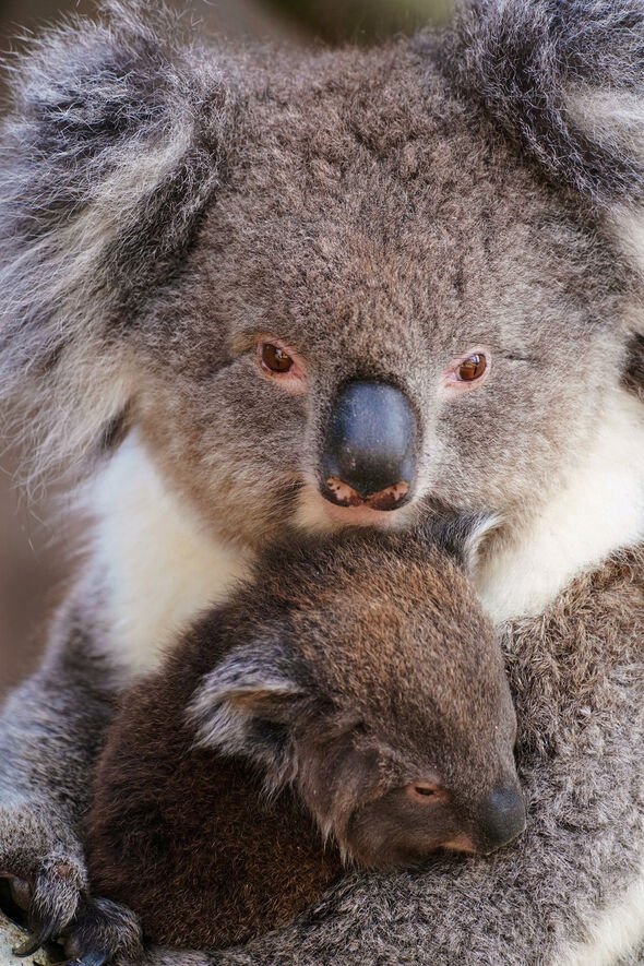 The Australian government officially listed the koala as endangered in February