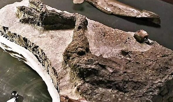 La patte fossilisée du dinosaure.