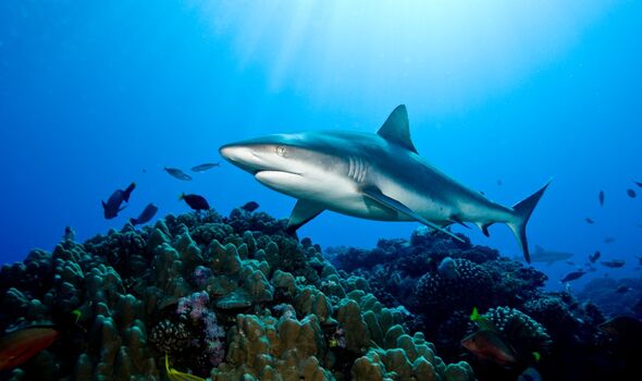Requins gris de récif (Carcharhinus amblyrhynchos), mis en évidence par des traits de lumière du soleil.