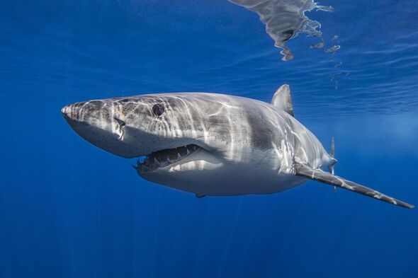 Un requin a attaqué un nageur au large des côtes britanniques pour la première fois depuis 175 ans.