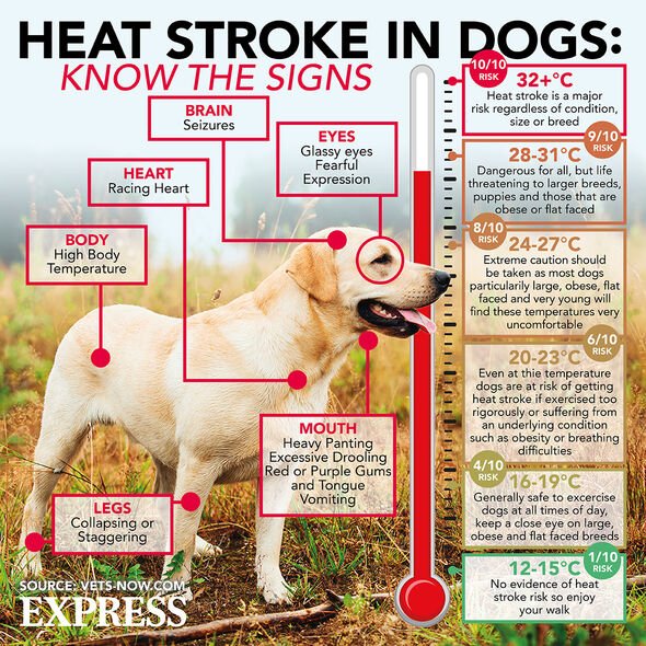 Coup de chaleur chez les chiens