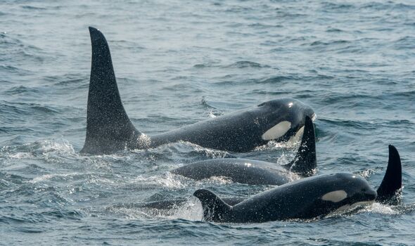 Un groupe de baleines tueuses ou orques (Orcinus orca) nage dans le détroit de Chatham, en Alaska.