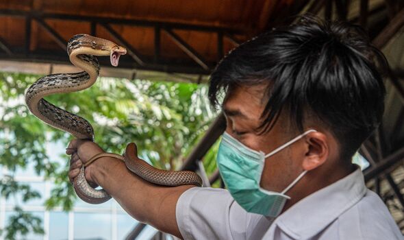 Un expert thaïlandais des serpents tient un serpent coureur Copperhead pendant un spectacle de serpents.