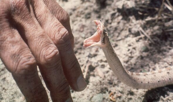 Un sidewinder, un petit serpent à sonnette venimeux, lève sa tête pour frapper une main humaine.