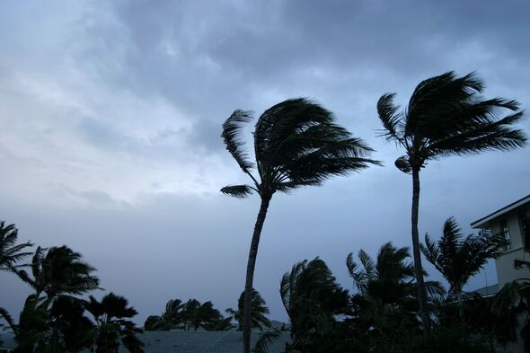 Un cyclone tropical soufflant des arbres