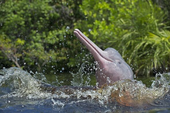 Le dauphin rose de l'Amazone, dont la population a chuté de 65 %.