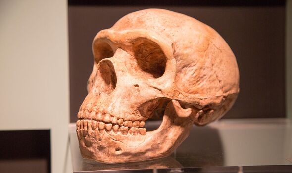 Crâne néandertalien