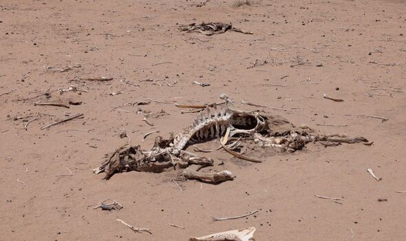 Des os et des carcasses d'animaux jonchent le sable autour de Sericho