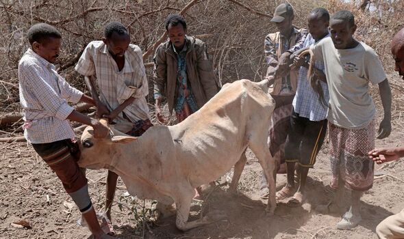 Une vache épuisée est trop faible pour se tenir debout à Sericho frappée par la sécheresse