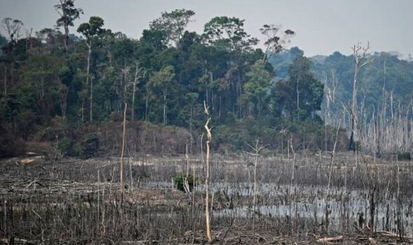Des arbres dénudés en Amazonie