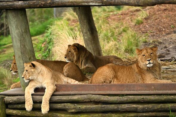 Image d'archive de l'enclos des lions du zoo de Taronga.