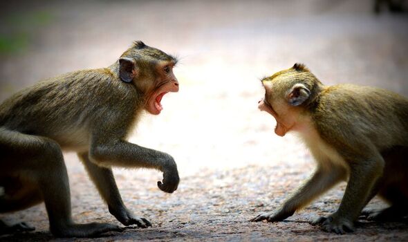 Photo de singes avec la bouche ouverte
