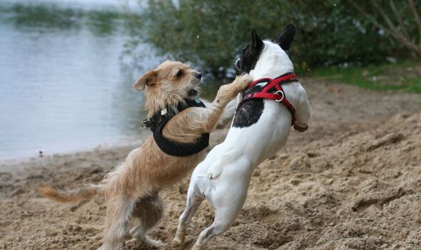 Photo de deux chiens qui se battent 