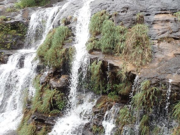 Les chercheurs ont trouvé la plante en trébuchant dessus au bord d'une cascade