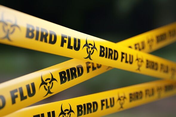 Un cordon de grippe aviaire