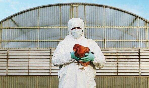 La grippe aviaire 