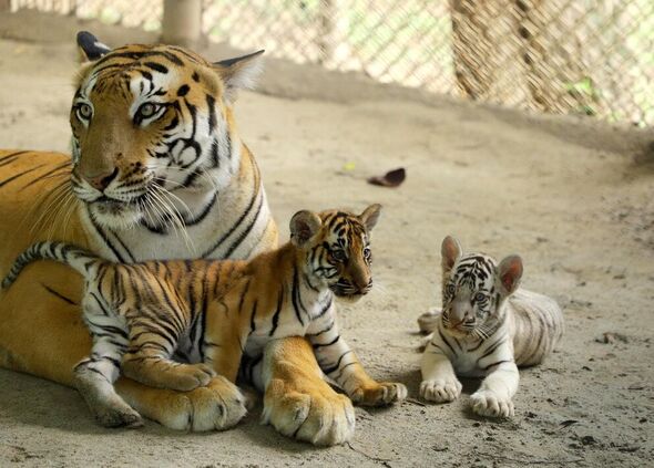 Journée internationale du tigre