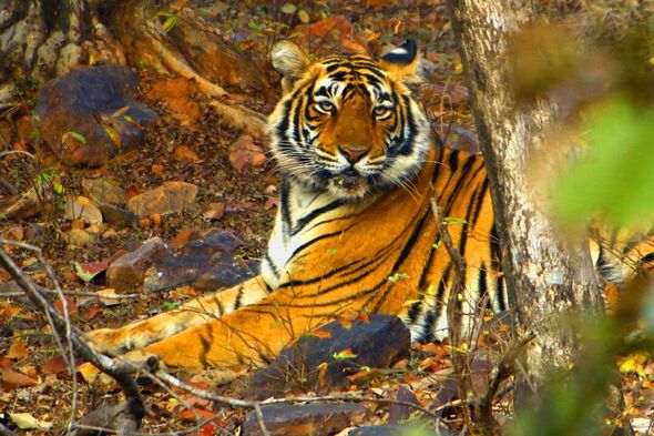 Tigresse Sultana au parc national de Ranthambore