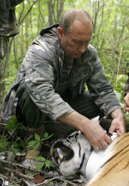 Poutine équipe le tigre d'un traceur.
