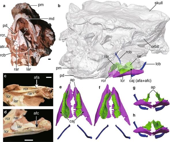 Les fossiles du larynx et les scans des mêmes.