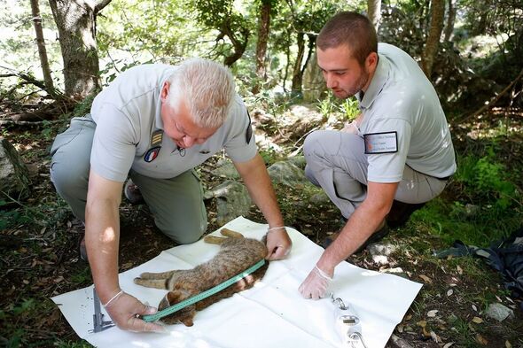 Des chercheurs mesurent un ghjattu volpe