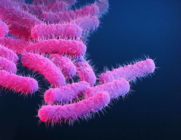 Vue d'artiste de la bactérie shigella