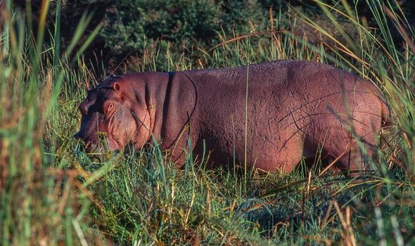 Un hippopotame dans le parc national du Zambèze