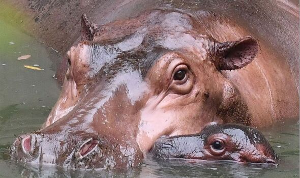 Evans se dirigeait vers une mère hippopotame et son petit
