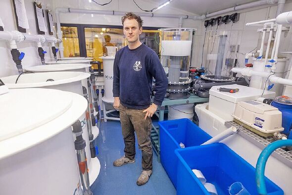 Gestionnaire d'écloserie et biologiste marin Joe Redfern au travail avec les homards juvéniles