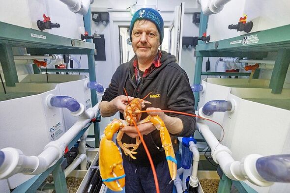 Whitby's Président de l'association des pêcheurs James Cole avec un homard orange extrêmement rare