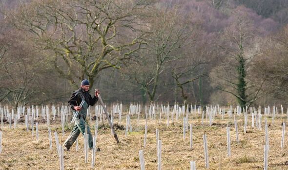 Plantation d'arbres à Snowdonia