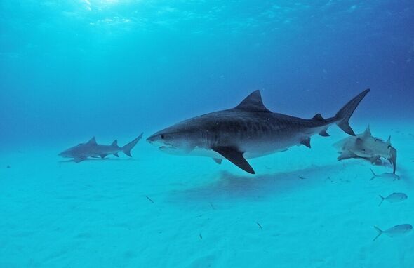 Requin tigre, Galeocerdo cuvier, Bahamas, île de Grand Bahama, Océan Atlantique