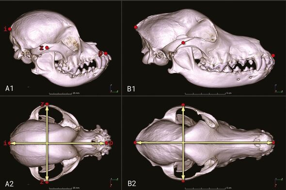 Deux crânes de chien scannés par CT