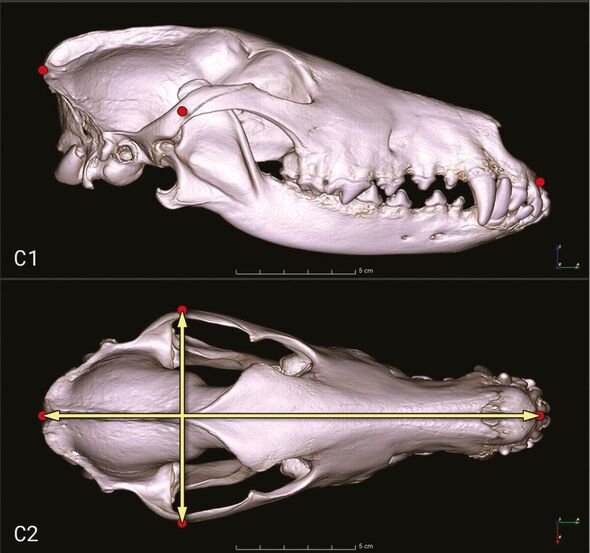 Une tomodensitométrie d'un crâne de Collie