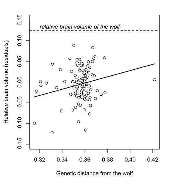 Volume du cerveau du chien vs distance génétique des loups