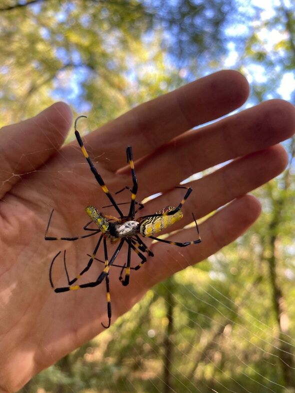 Une araignée jorō devant une main humaine